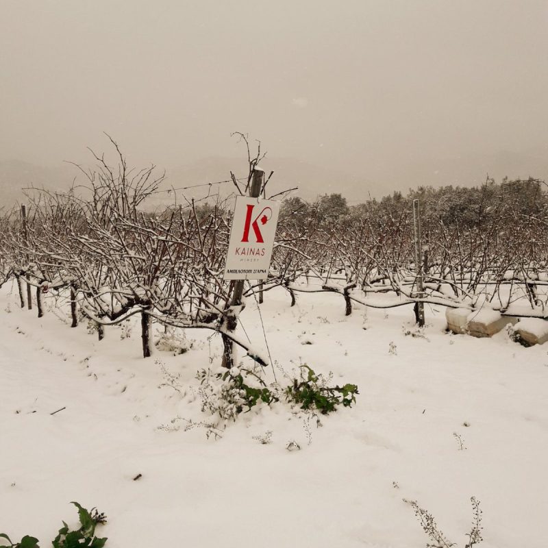 Kainas Winery-χιονισμένο αμπέλι